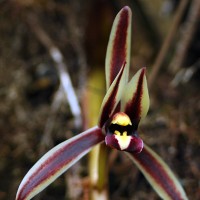 Cymbidium bicolor Lindl.